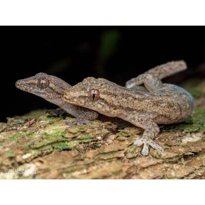 Gecko africano - Hemidactylus Frenatus